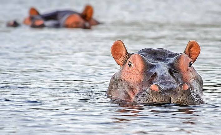 Flusspferd mit Kopf über Wasser, ein zweites dahinter