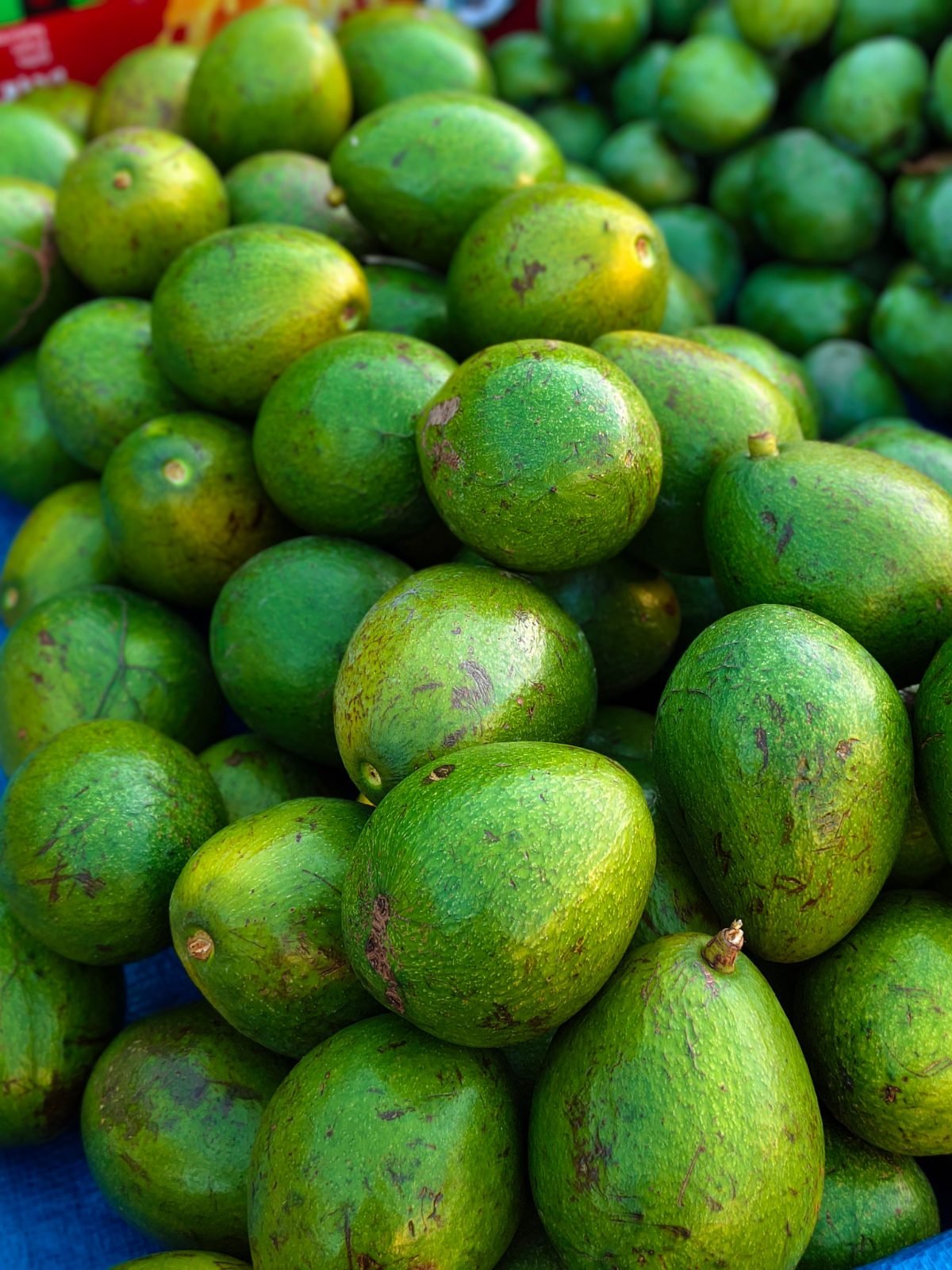 Grüne Avocados in großer Menge
