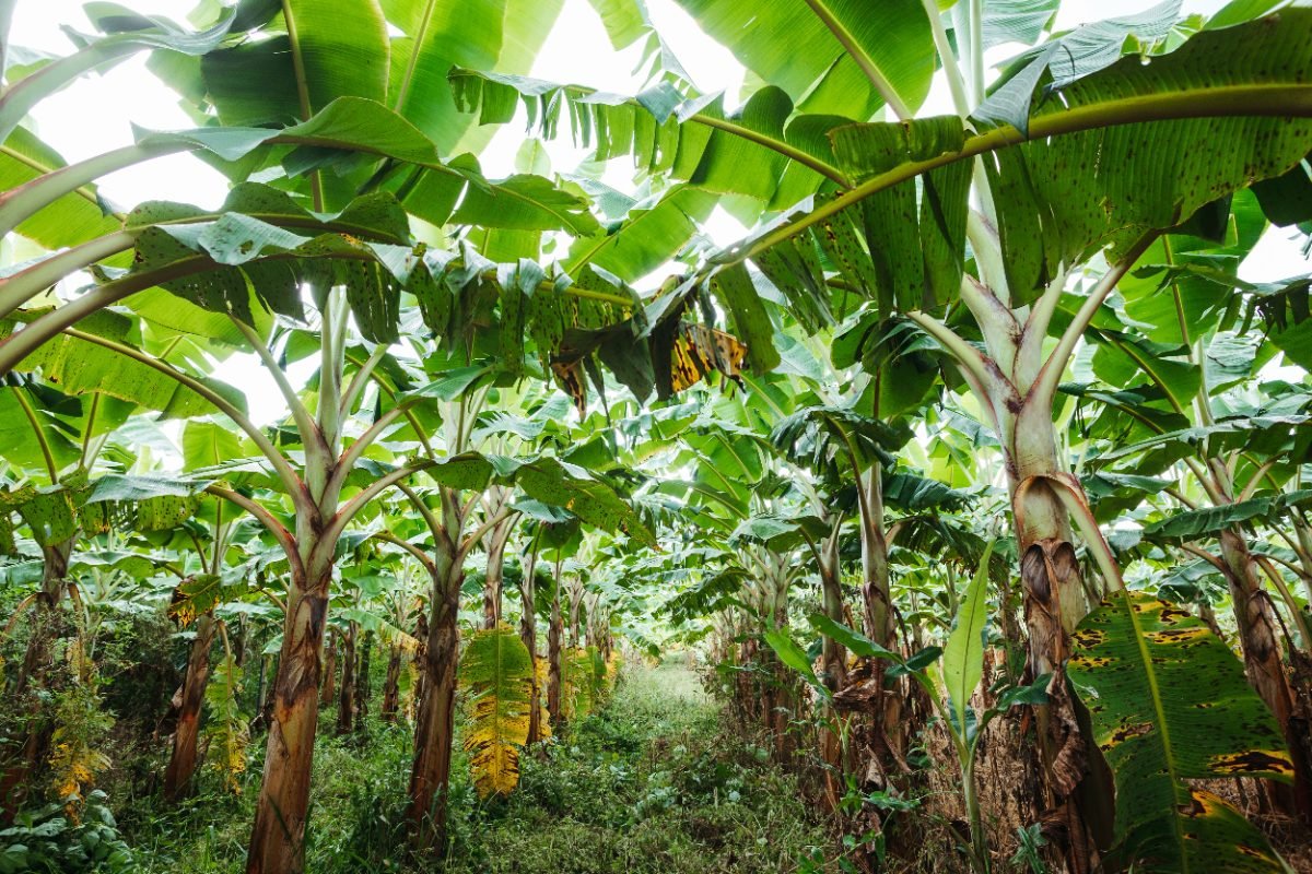 Reihen von Bananenstauden in einer Plantage