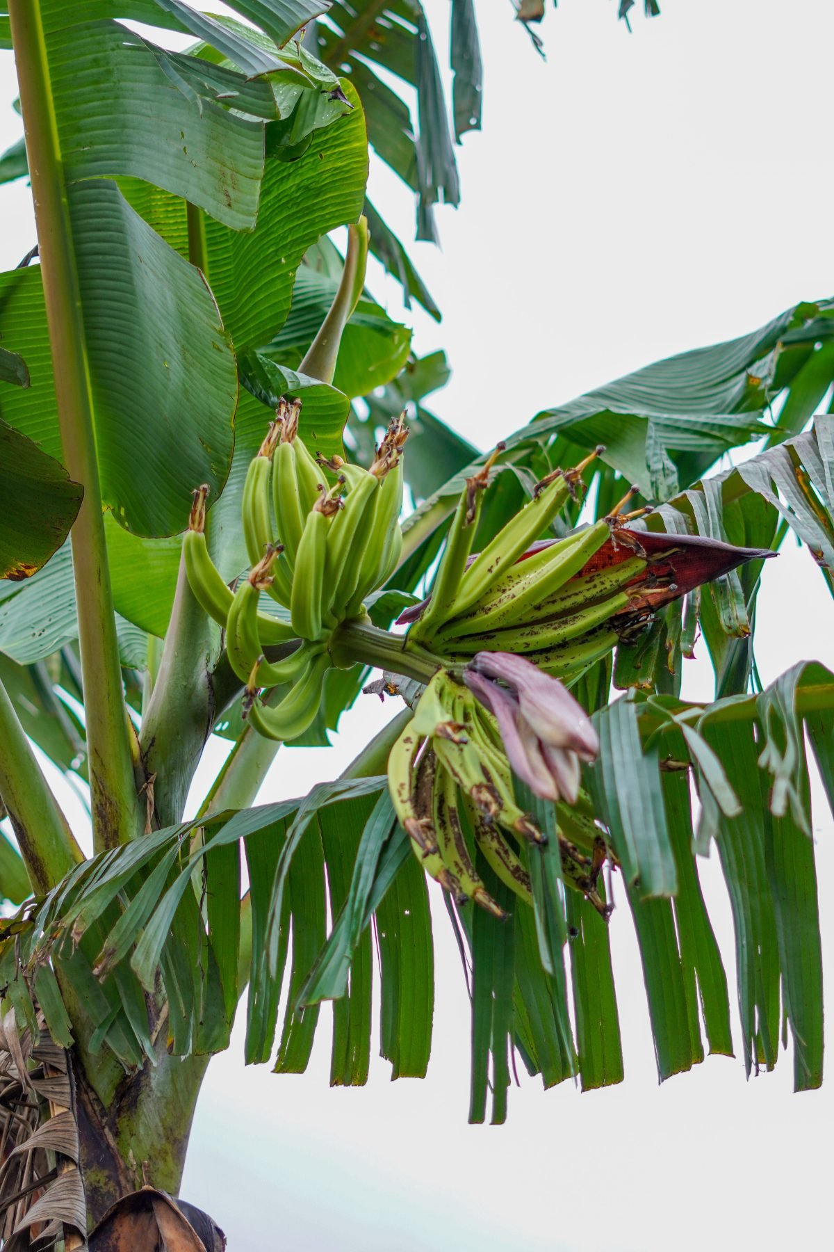 Grüne Bananenbüschel an der Staude mit Blüte