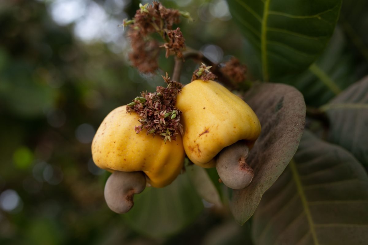 Cashewäpfel mit den Nüssen am Baum