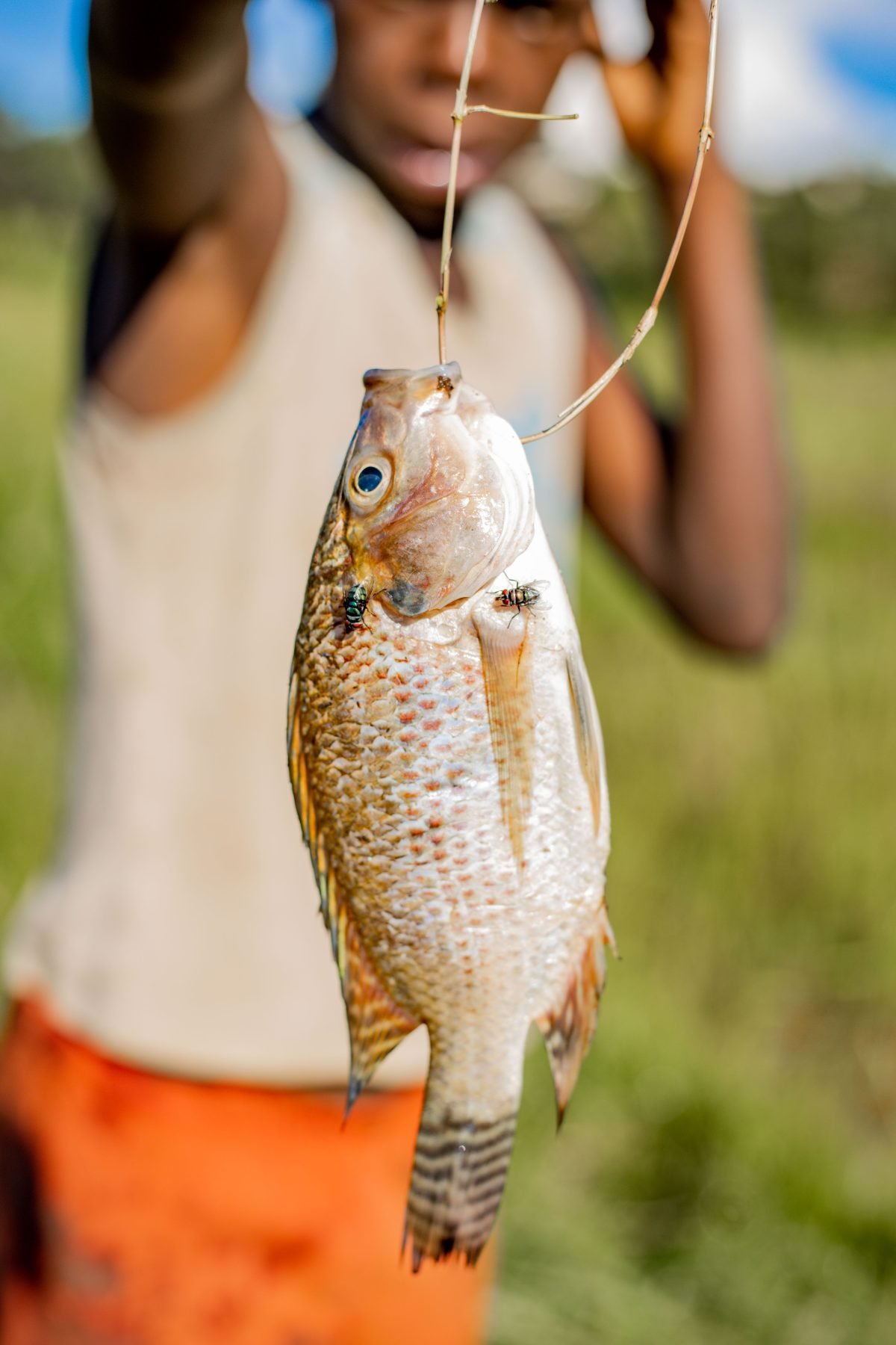 Frisch gefangener Fisch an einem Zweig