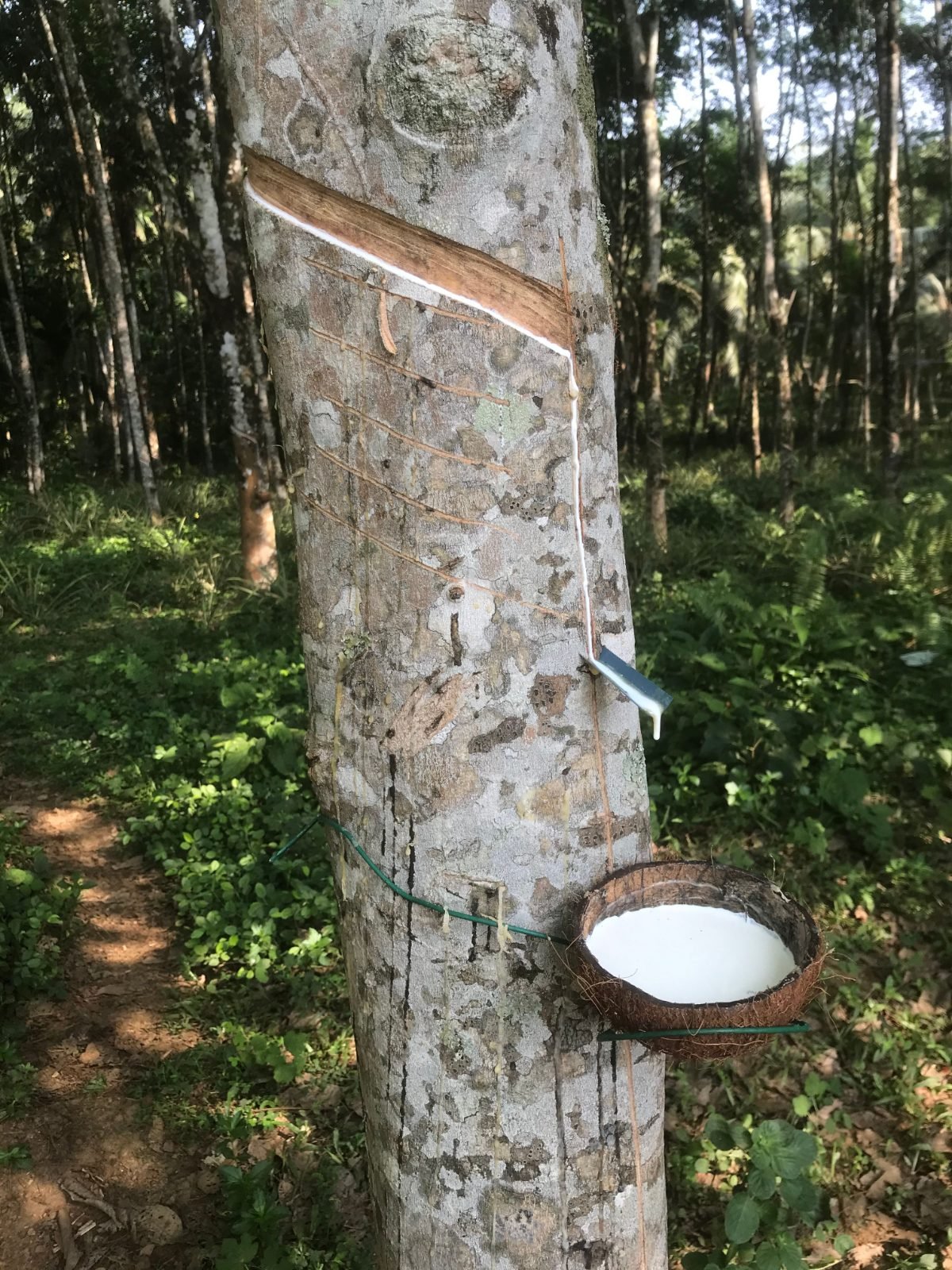 Weißer Latex fließt in eine Kokosschale am Baumstamm