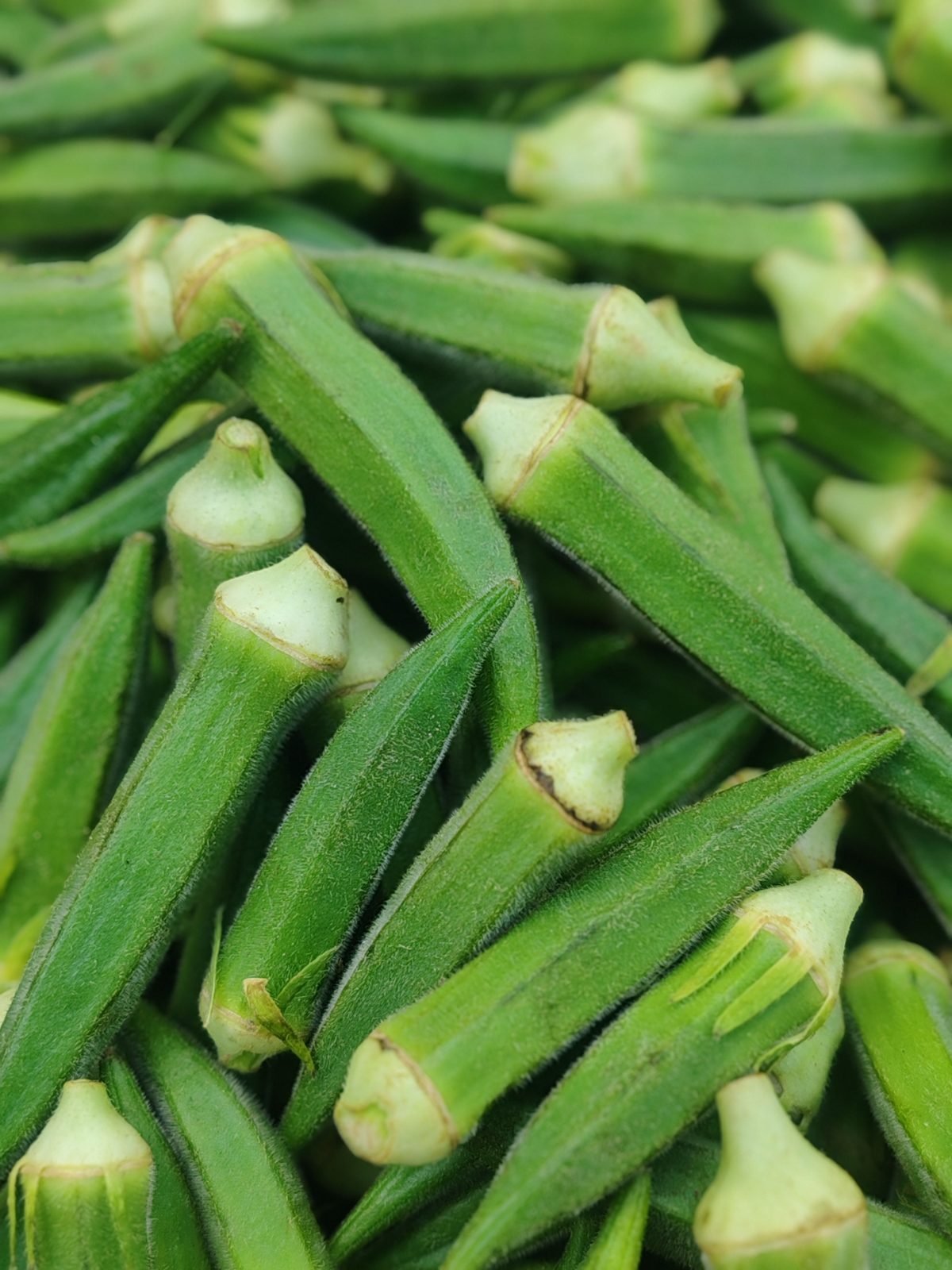 Frische grüne Okraschoten