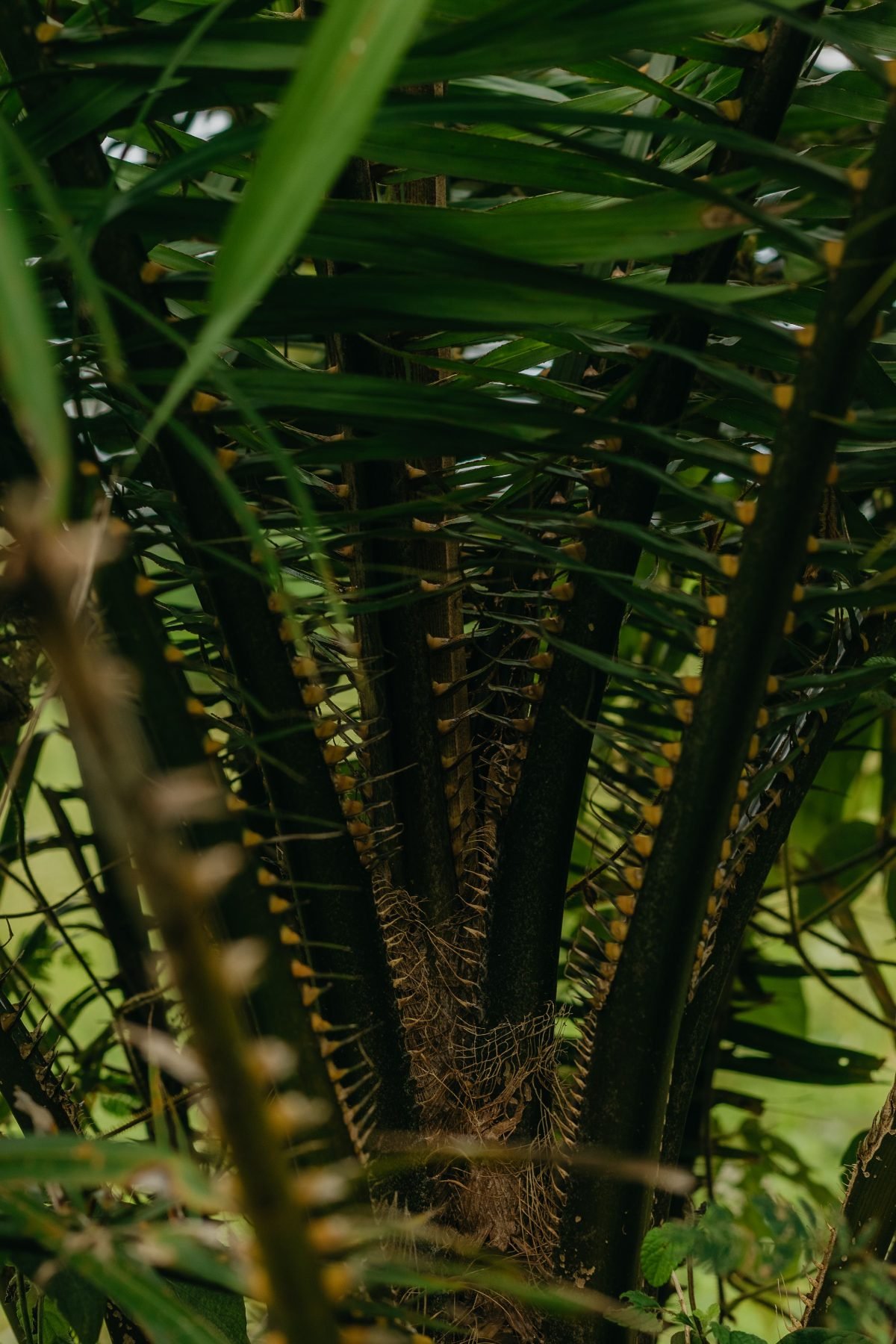 Stamm und Wedel einer Palme aus der Nähe