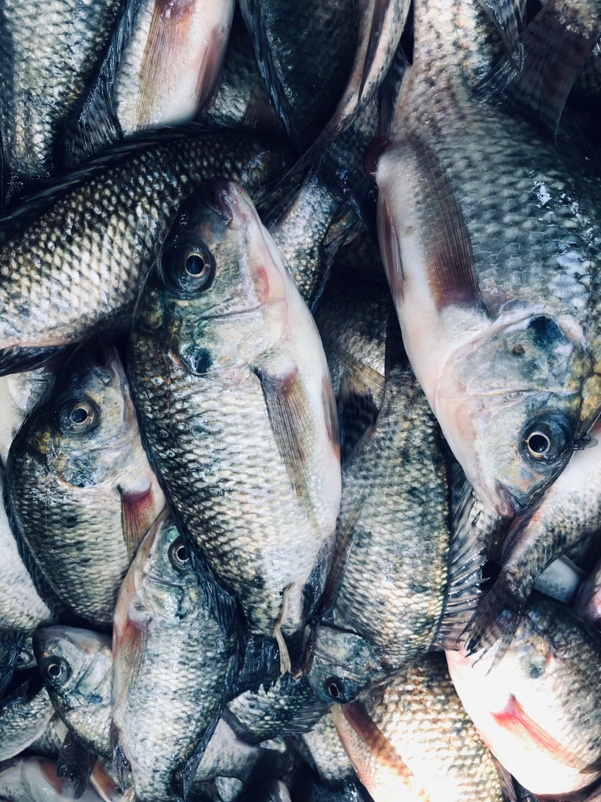 Frische Tilapia in großer Menge