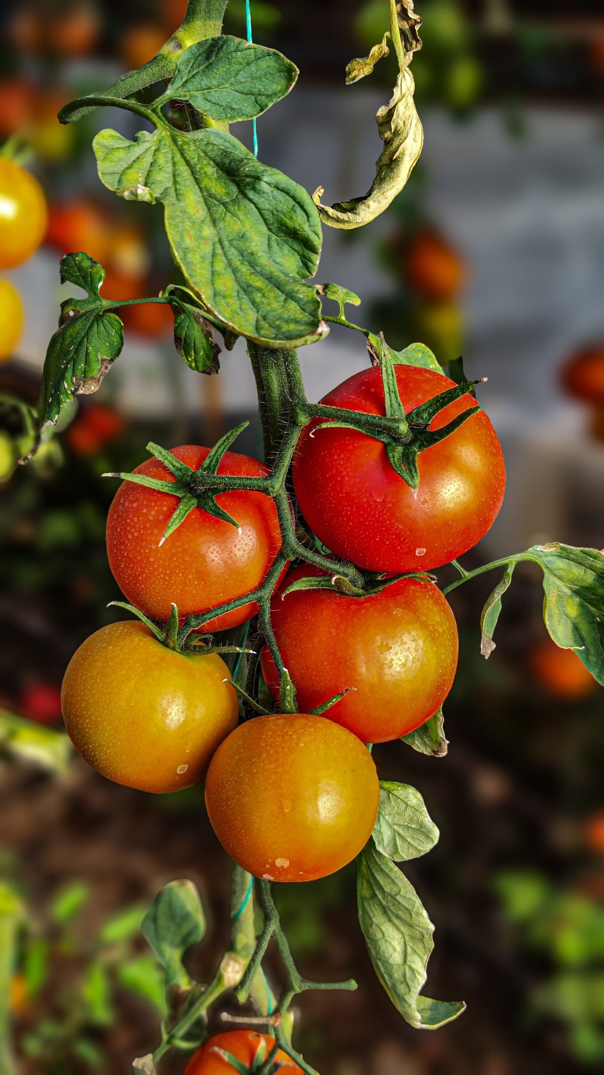 Rote und orange Tomaten an der Pflanze