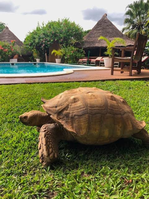 Große Landschildkröte auf einem Rasen, dahinter Pool und Rundhütten mit Strohdach