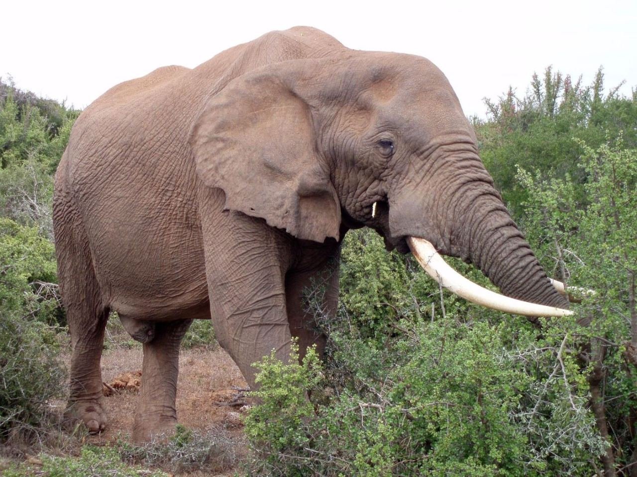 Afrikanischer Elefant zwischen Büschen